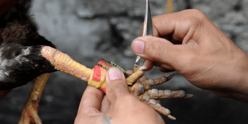 Tổng hợp các cựa gà đá thường gặp với dấu hiệu nhận biết điển hình Chiến kê sở hữu cựa song đao được đánh giá cao về khả năng tấn công